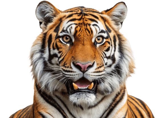 Download Funny Lion Png Sticker Designs for Kids - Sticker designs Collection