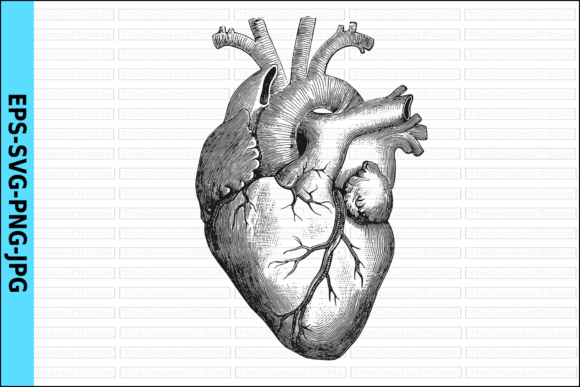 Download Anatomical Heart Vector Realistic Heart - Realistic Collection